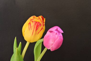 Siyah arkaplanda laleler 