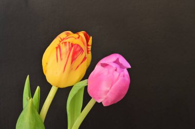 Siyah arkaplanda laleler 