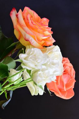 Koyu arkaplanda güzel güller, kapatın. 