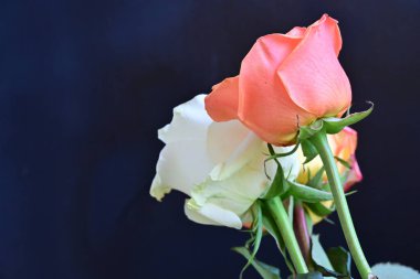 Koyu arkaplanda güzel güller, kapatın. 