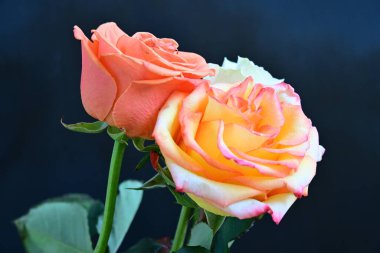 Koyu arkaplanda güzel güller, kapatın. 