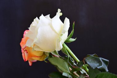 Koyu arkaplanda güzel güller, kapatın. 