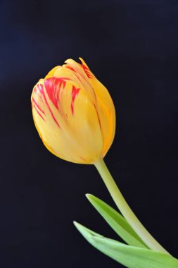 Siyah arkaplanda bir lalenin kapağını kapat