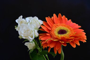 Gül ve gerbera çiçekleri kapanıyor siyaha  