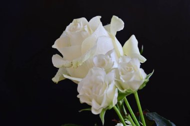 koyu arka plan üzerinde güzel beyaz çiçekler