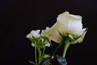 koyu arka plan üzerinde güzel beyaz çiçekler