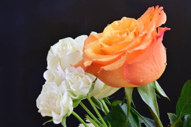 Koyu arkaplanda güzel turuncu ve beyaz çiçekleri kapat. 