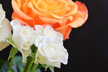 Koyu arkaplanda güzel turuncu ve beyaz çiçekleri kapat. 