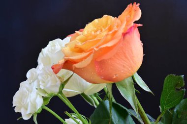 Siyah arka planda güzel bir buket gül çiçeği.