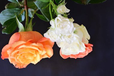 Siyah arka planda güzel bir buket gül çiçeği.