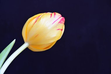 Güzel bahar lale çiçeğinin yakın görüntüsü