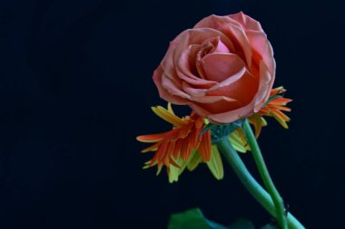 gül ve gerbera çiçekleri siyah arkaplanda 