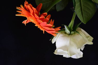 gül ve gerbera çiçekleri siyah arkaplanda 