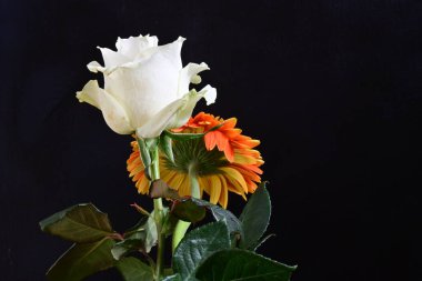 gül ve gerbera çiçekleri siyah arkaplanda 