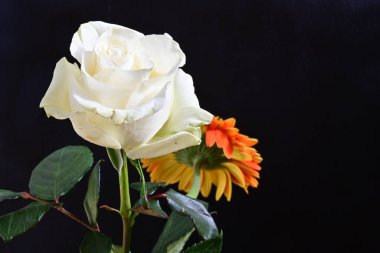 gül ve gerbera çiçekleri siyah arkaplanda 