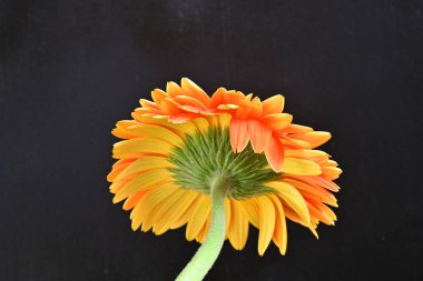 Büyüleyici güzellikteki Gerbera çiçeğine yakın.