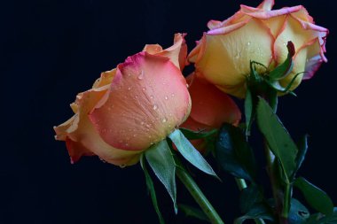 Siyah arkaplanda güzel güller yakın plan 