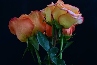 Siyah arkaplanda güzel güller yakın plan 