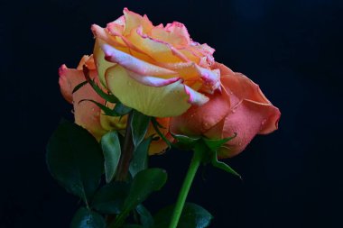 Siyah arkaplanda güzel güller yakın plan 