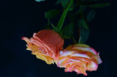 Siyah arkaplanda güzel güller yakın plan 