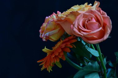 Gül ve gerbera çiçekleri kapanıyor siyaha 