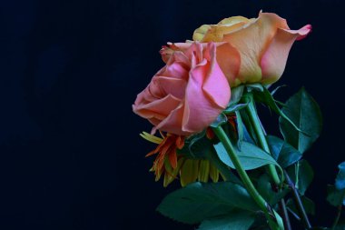 Gül ve gerbera çiçekleri kapanıyor siyaha 