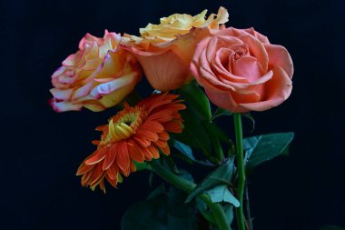 Gül ve gerbera çiçekleri kapanıyor siyaha 