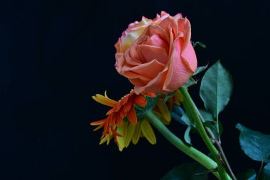 Gül ve gerbera çiçekleri kapanıyor siyaha 