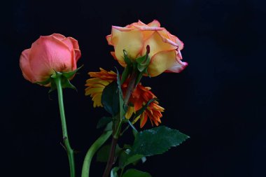 Gül ve gerbera çiçekleri kapanıyor siyaha 