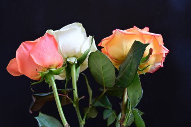 Koyu arkaplanda güzel güller, yakın manzara