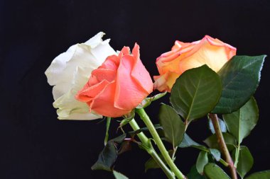 Koyu arkaplanda güzel güller, yakın manzara