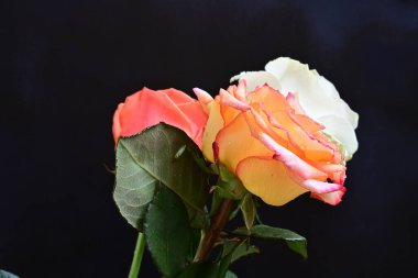 Koyu arkaplanda güzel güller, yakın manzara