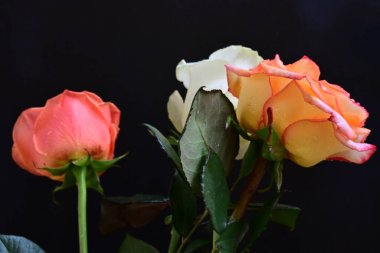 Koyu arkaplanda güzel güller, yakın manzara