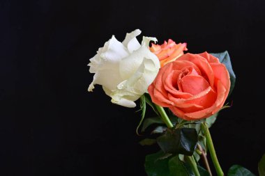 Koyu arkaplanda güzel güller, yakın manzara