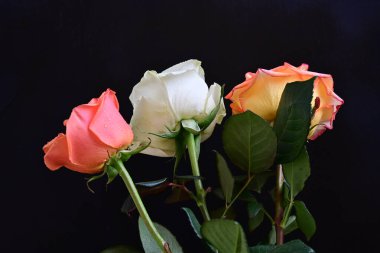 Siyah bir zemin üzerine gül çiçek