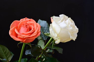 Siyah bir zemin üzerine gül çiçek