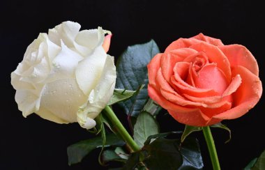 Siyah bir zemin üzerine gül çiçek