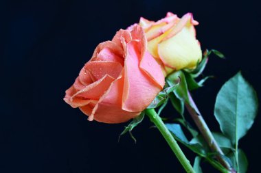 Siyah bir zemin üzerine gül çiçek