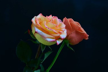 Siyah bir zemin üzerine gül çiçek