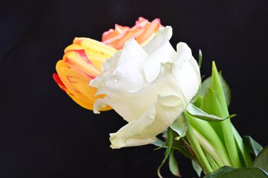 Siyah bir zemin üzerine gül çiçek