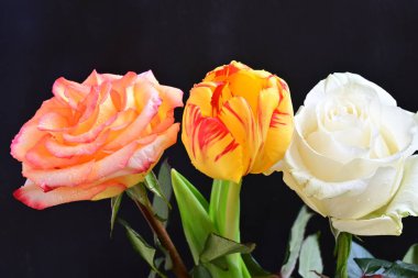 Siyah bir zemin üzerine gül çiçek