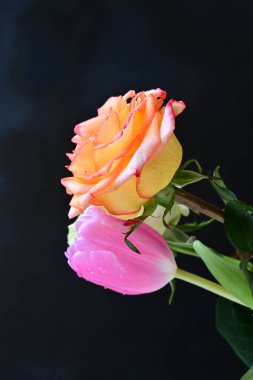 Siyah bir zemin üzerine gül çiçek