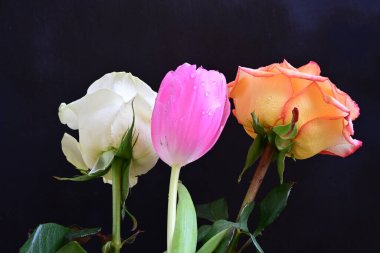 Siyah bir zemin üzerine gül çiçek