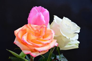 Siyah bir zemin üzerine gül çiçek