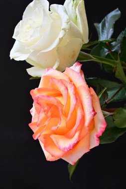 Siyah bir zemin üzerine gül çiçek