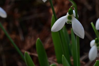 Ormandaki beyaz kardamlaları kapatın. 