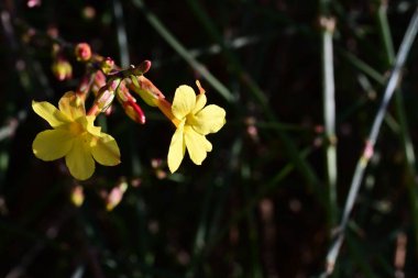 açık büyüyen sarı çiçekler yakın