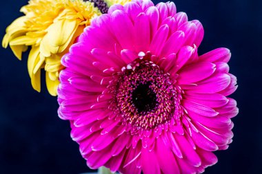 Siyah arka planda güzel Gerbera çiçekleri