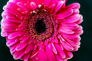Güzel Gerbera çiçekleri koyu arkaplanda