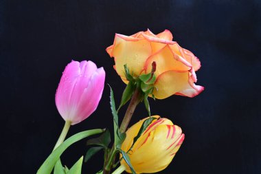 Laleler ve güller siyah arka planda 